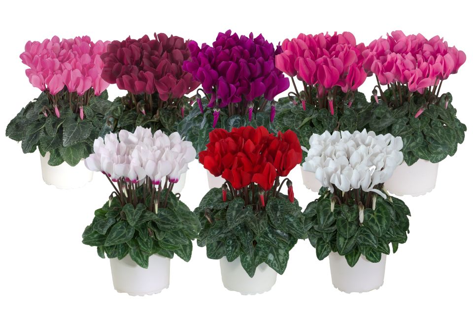 Morel Diffusion Macron Series in pink, purple, red, and white varieties.