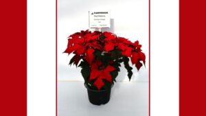 The Evolving Industry of Poinsettia Breeding