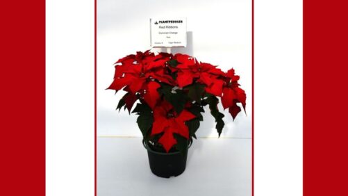 The Evolving Industry of Poinsettia Breeding