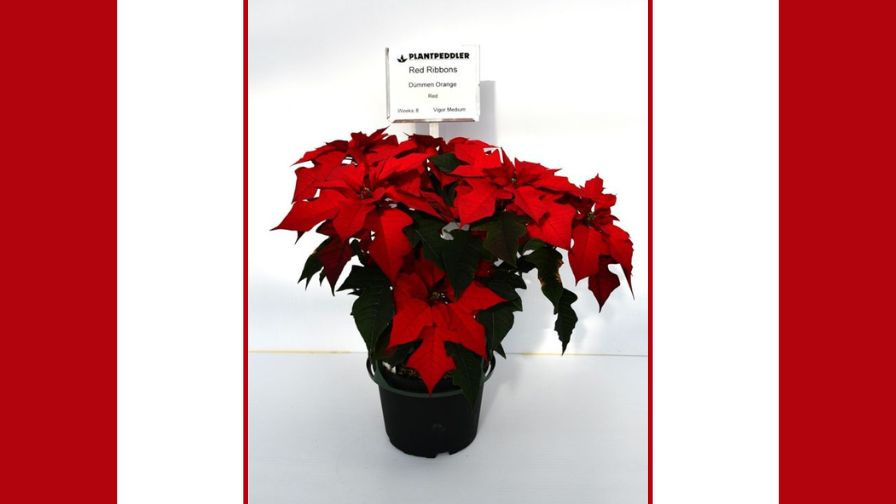 Non-Red Variety Number 2 Red Ribbons Ice Punch poinsettia bred by Dümmen Orange.