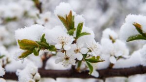 Tips on How to Properly Overwinter Perennials