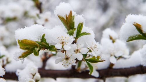 Tips on How to Properly Overwinter Perennials