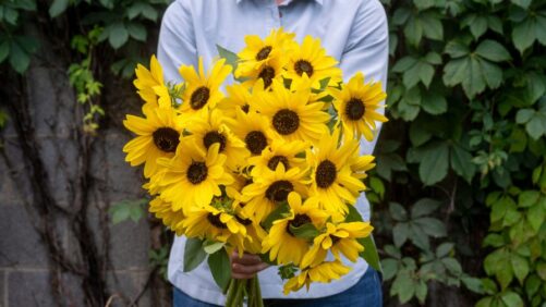 Syngenta Flowers Rolls Out New and Improved Sunfinity Website