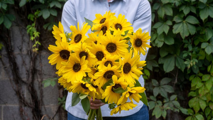 A boquet of Sunfinity Yellow Dark Center held by a gardener celebrating new website promoting the brand.