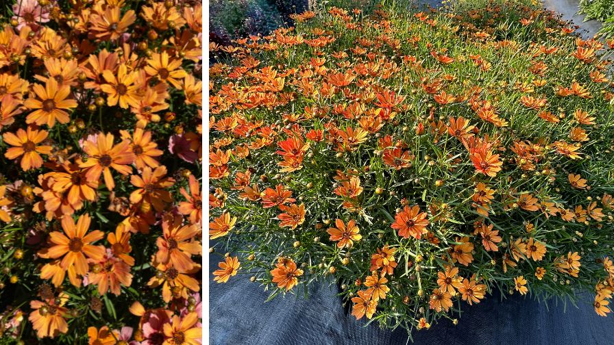 Coreopsis 'NOVA Amber' is the newest addition to the Coreopsis NOVA Series from Terra Nova Nurseries.