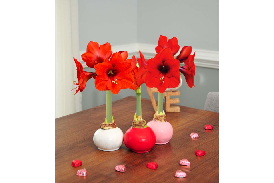 These waxed amaryllis bulbs from Bloomaker don’t require water, fertilizer, or even soil to bloom.
