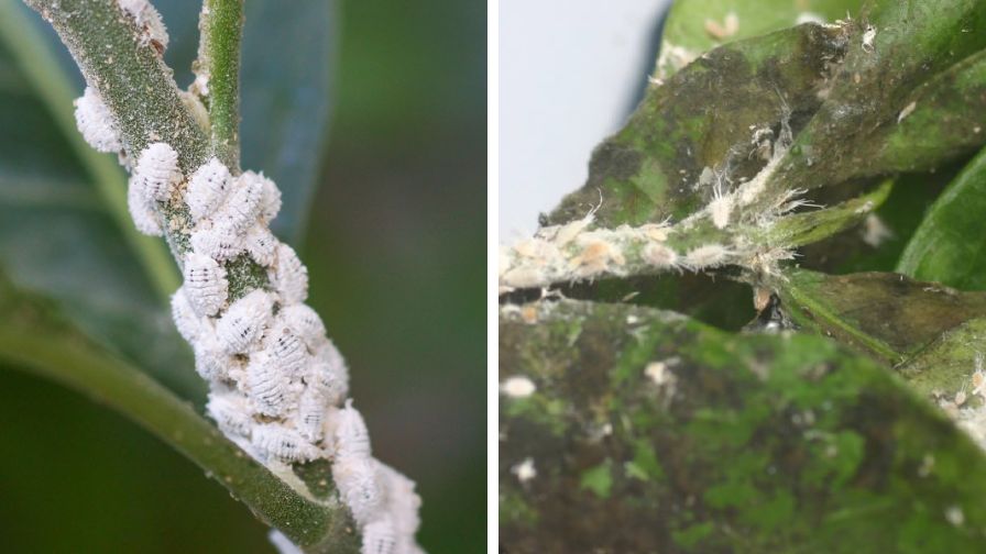 Monitoring Is the First Step in Mealybug Management