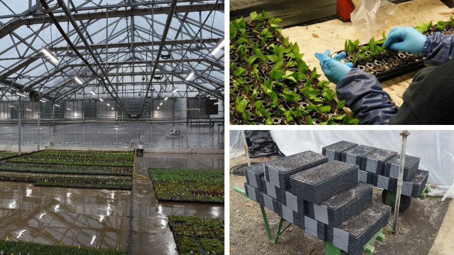 (Clockwise from left) A clean and well-maintained propagation greenhouse, a greenhouse employee wearing disposable gloves while handling and sticking unrooted cuttings, and propagation trays stacked on top of each other and pressed together to dibble each cell.