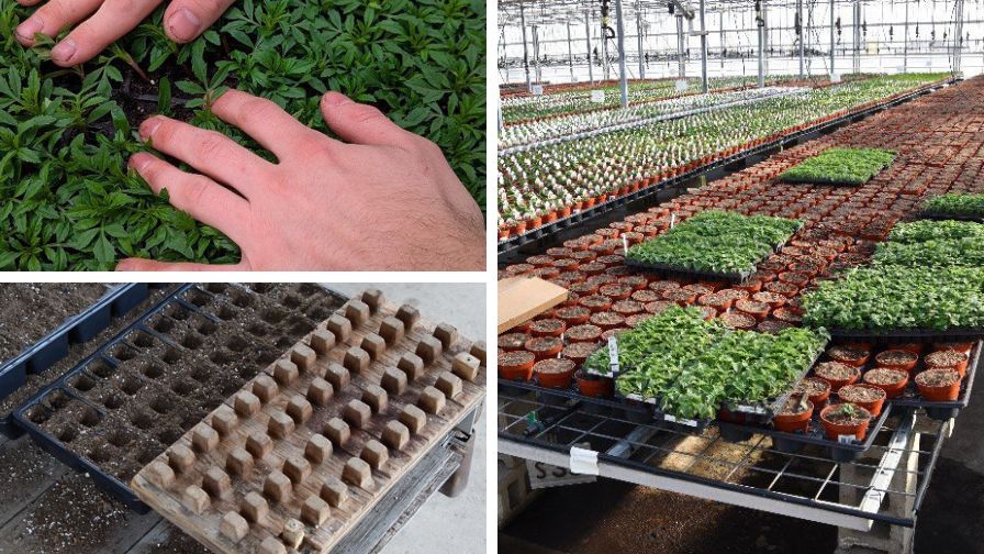 (Clockwise from top left) Upon arrival, inspect all plugs and liners for signs of damage, pests, or diseases. An example of pre-filling containers placing them at bench level in the greenhouse to optimize transplanting of plugs and liners. A flat-sized wooden dibble board.