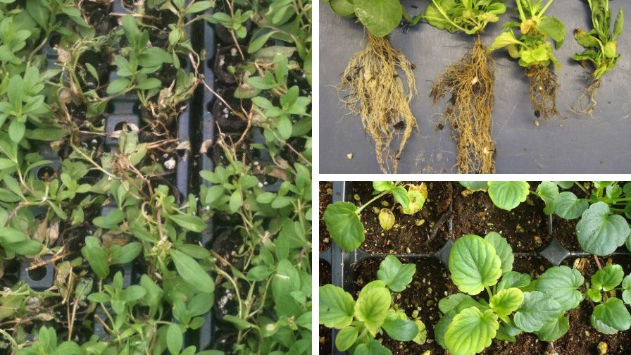 (Clockwise from left) Calibrachoa plugs dying from black root rot infection. Progression of severity and damage to pansy roots infected with black root rot. Pansy plants showing leaf yellowing that resembles nutritional deficiency symptoms.