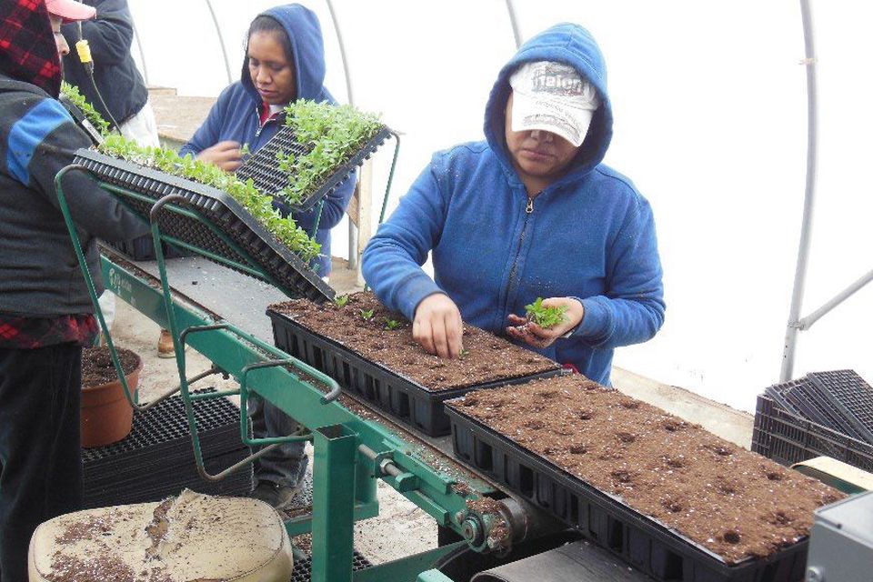 An example of a included a mobile transplanting line designed to improve production efficiency by using transplant plugs into the dibbles holes.