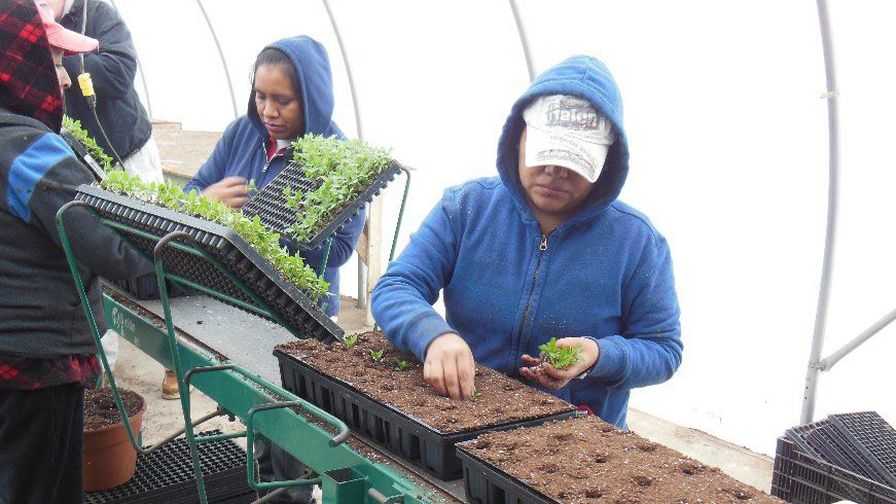An example of a mobile transplanting line designed to improve production efficiency by using transplant plugs into the dibbles holes.