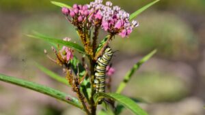 Planning for Plant Succession in the Nursery and Garden