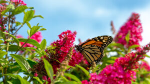 Compact and Colorful: Butterfly Candy Buddleia Brings Buzz to Garden Centers