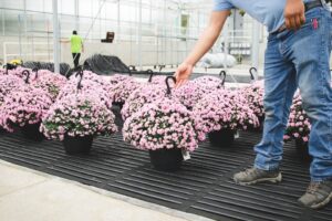 Roll’N Grow from BioTherm