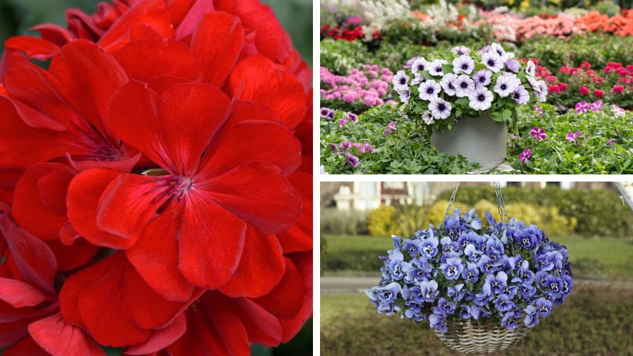 Colorful Varieties To Expect at California Spring Trials 2025
