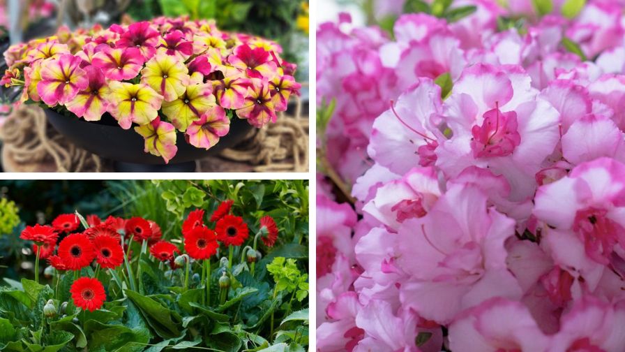 More Colorful Varieties To Expect at California Spring Trials 2025