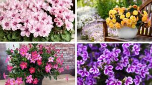 Even More Colorful Varieties To Expect at California Spring Trials 2025