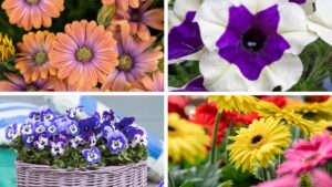 California Spring Trials 2025: A Final Sneak Peek at New Varieties