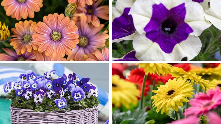 California Spring Trials 2025: A Final Sneak Peek at New Varieties