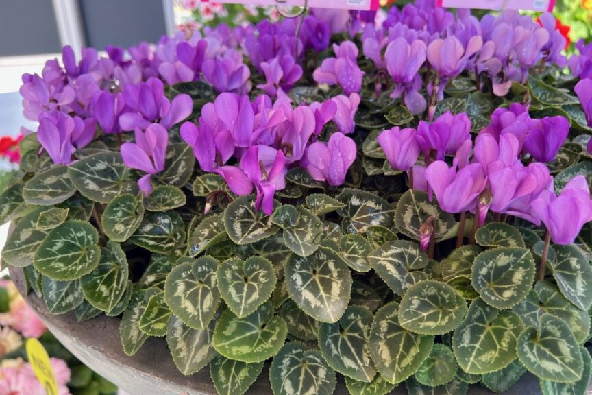 S: Schoneveld Breeding’s Cyclamen ‘Dragon Blue’