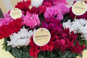 M: Morel Cyclamen’s Macaron