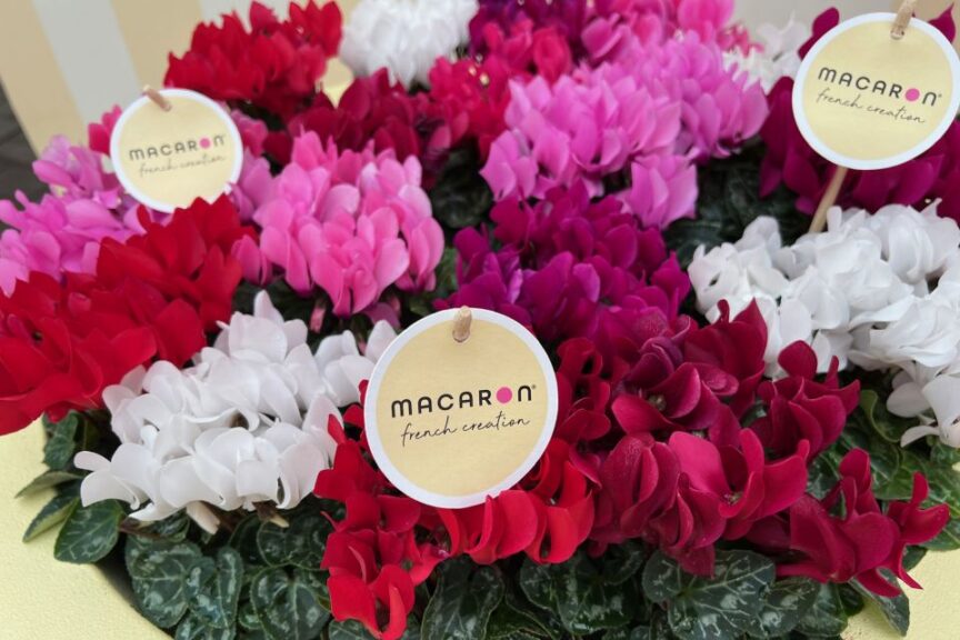 M: Morel Cyclamen’s Macaron