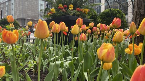 De Vroomen Contributes to The Magnificent Mile Tulip Display