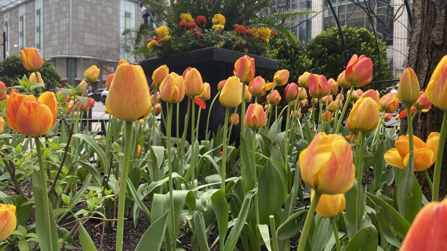 The Magnificent Mile Tulip, featuring The Magnificent Mile Tulip Display.