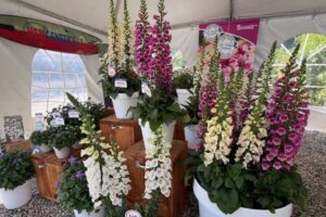 D: Digitalis DiBella Series at Hem Genetics