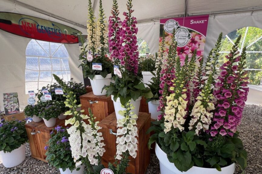 D: Digitalis DiBella Series at Hem Genetics