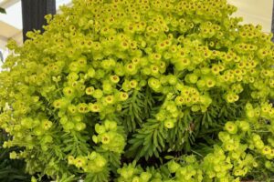 E: Euphorbia ‘Sahara Tiny Treasure’ at PlantHaven