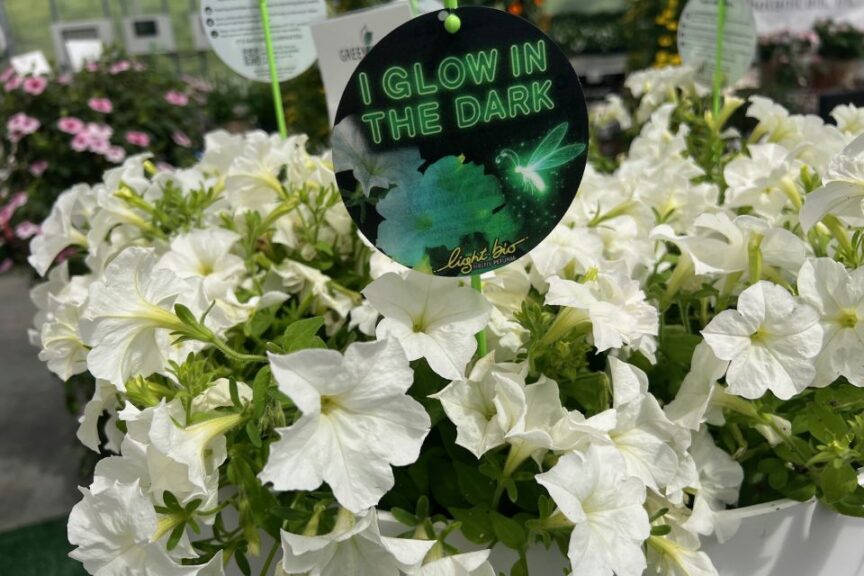 F: Firefly Petunia at Green Fuse Botanicals