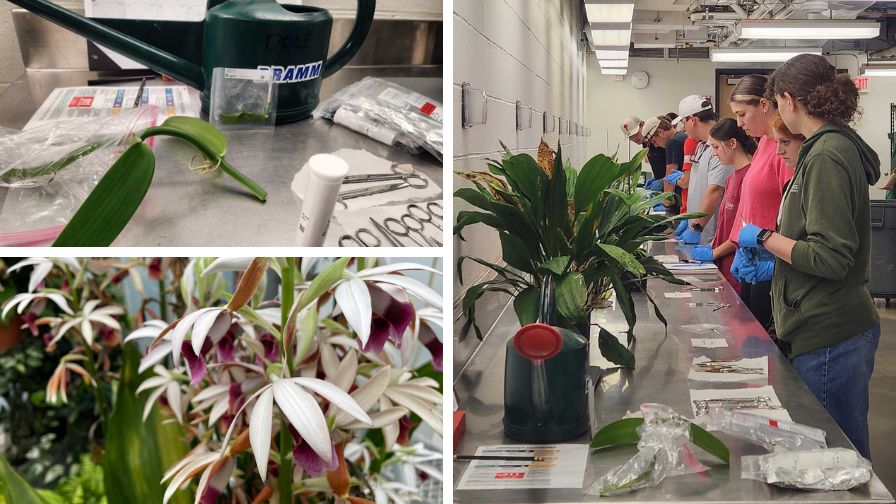 (Clockwise from top left) Nun's hood orchid (Phaius tankervilleae), plant pathology and horticulture students testing for mosaic and orchid ring spot viruses, and the orchid plant pathology testing kit and materials used by the students.