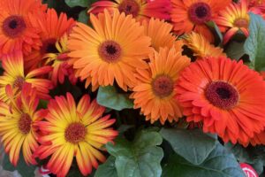 J: Joybera Springtime Mix of Gerbera at Schoneveld Breeding