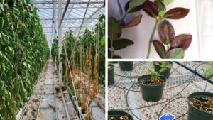 Greenhouse Diseases and Best Practices for Managing Them