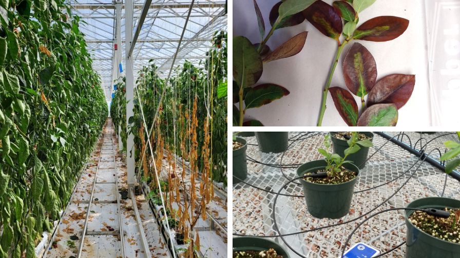 Greenhouse Diseases and Best Practices for Managing Them