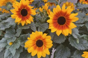 Y: Yellow, as in Helianthus ‘Sunfinity Yellow Red Bicolor’ at Syngenta Flowers