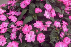 I: Impatiens ‘Sunpatiens Compact Pink Flash’ at Sakata Ornamentals