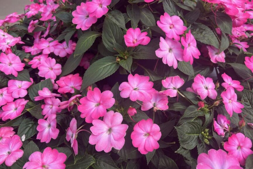 I: Impatiens ‘Sunpatiens Compact Pink Flash’ at Sakata Ornamentals