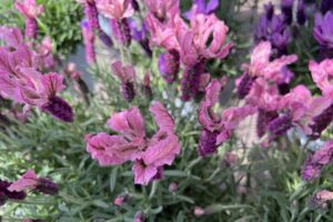 L: Lavandula ‘La Diva Berry Rosa’ at Dümmen Orange