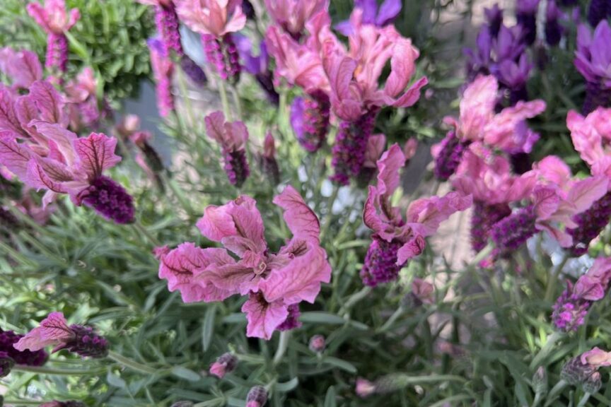 L: Lavandula ‘La Diva Berry Rosa’ at Dümmen Orange