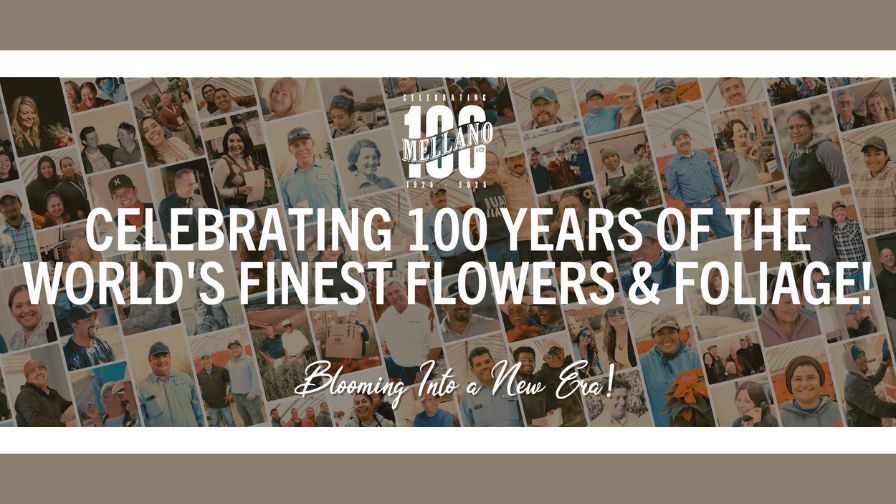 Banner celebrating the 100th anniversary in 2025 of Mellano and Company and the "Blooming Into a New Era!" celebration.