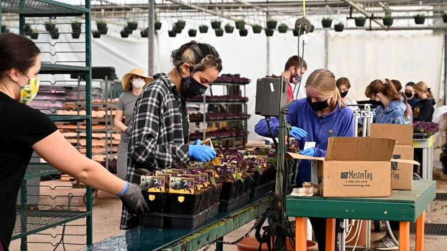 Michigan State University Extension greenhouse agricultural labor production team on-site.