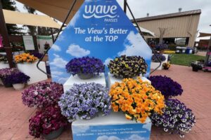 P: Pansy Top Wave Series at PanAmerican Seed