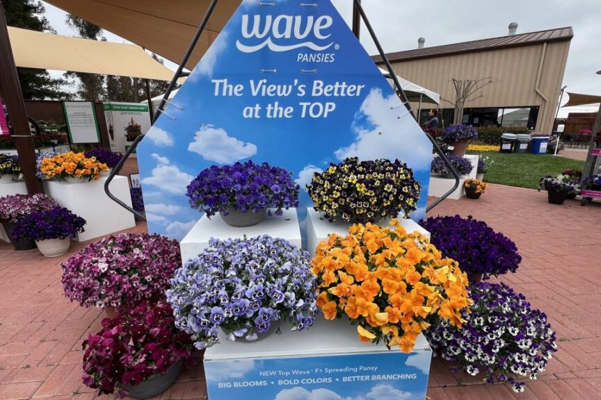 P: Pansy Top Wave Series at PanAmerican Seed
