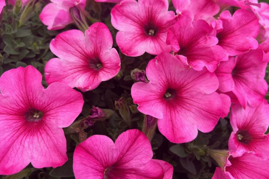 W: Westhoff’s Petunia Pink Dream