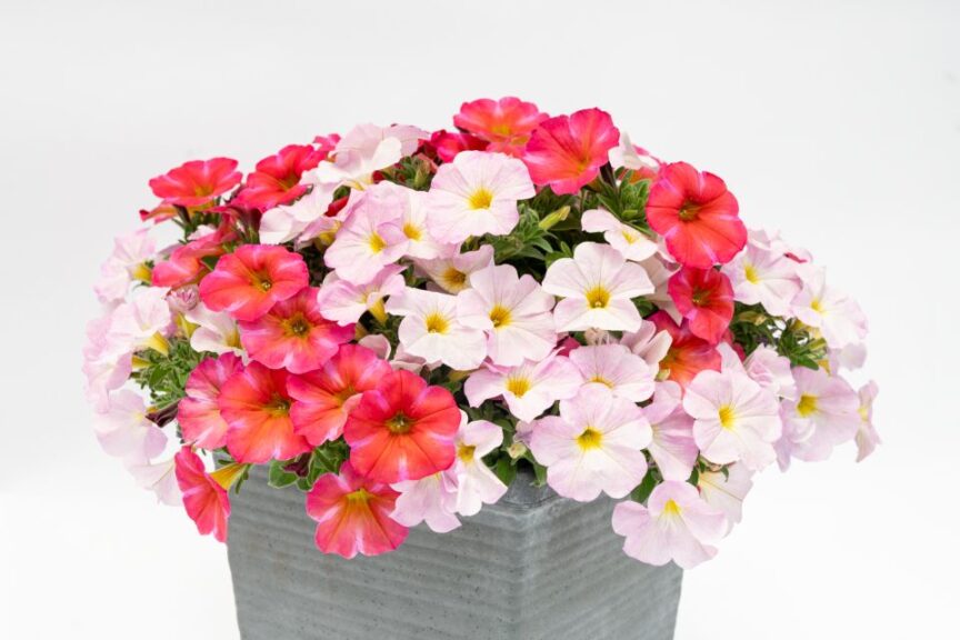 Even More Colorful Varieties To Expect at California Spring Trials