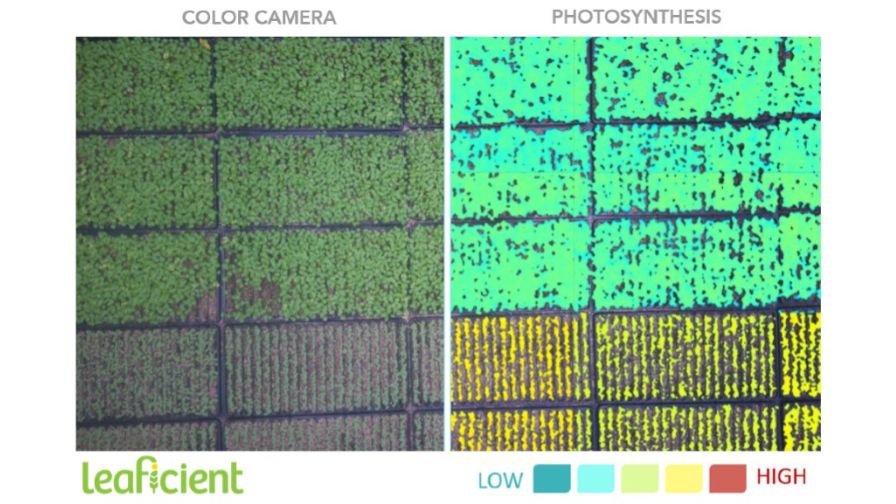 Leaficient uses hyperspectral imaging to analyze plant surfaces and measure biological processes beyond what color cameras can detect.
