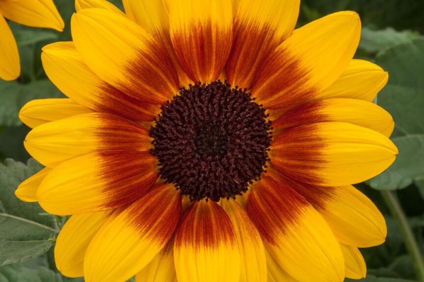 Even More Colorful Varieties To Expect at California Spring Trials